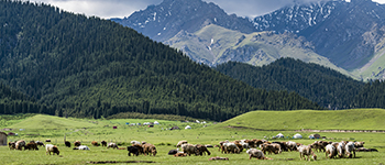 新疆深呼吸双飞七日